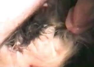 Sweet little dog is showing awesome sex skills