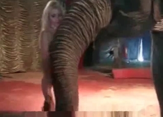 Brutal elephant is playing with the hungry guy