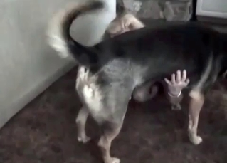 Small dog gets presented with a blowjob