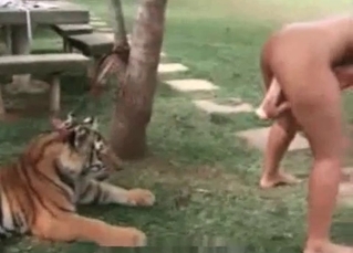 Sexy blondie is jerking off a tiger's penis
