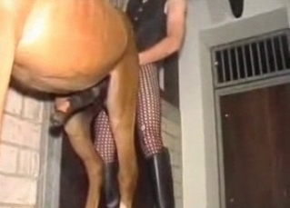 Horse gets fucked with a huge strap-on