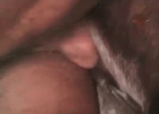 Lovely doggie gets banged hard
