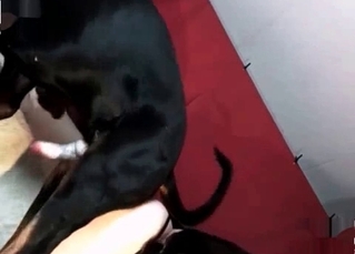 Couple of wild dogs are banging a whore