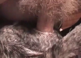 Ass banging session for the cute doggie