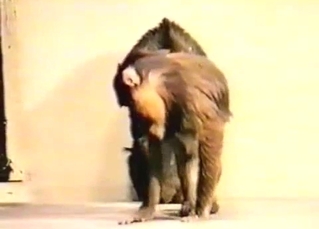 Hung monkey playing around with its junk