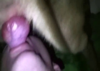Submissive dude deepthroats dog cock