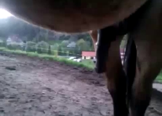 Big-dicked horse showing its meaty cock