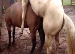 White horse fucking a brown horse
