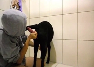 Black dog gives in to temptation