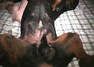 Wild houseless is happy to fuck with the animal