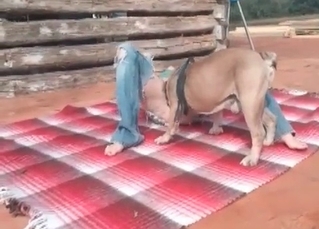 Wild dog is always ready for sex