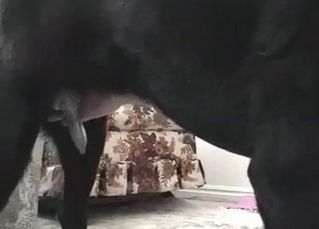 Animal fuck is what this whore is fond of
