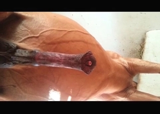 Powerful horse is demonstrating sexual skills
