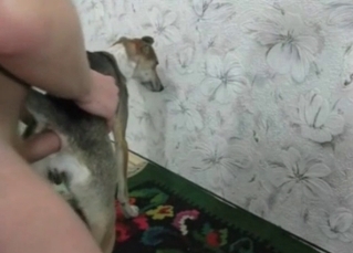 Cute puppy is getting pleased wildly