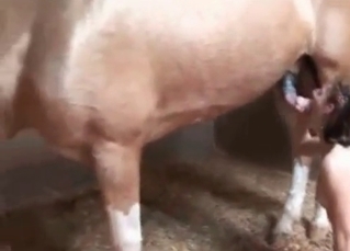She wants to suck the stallion's boner