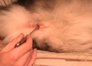 Sensational fingering session for a pet