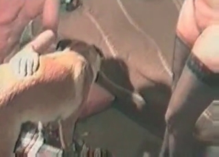 Sexy dog is punishing the whore