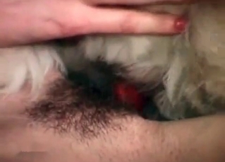 Pretty doggie is enjoying anal penetration