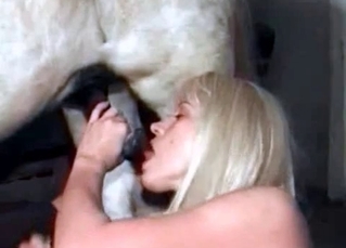 Sweet chick is tasting her animal's cock