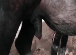 Juicy woman is being banged by some farm animals
