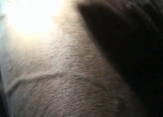 Juicy horse gets banged from behind