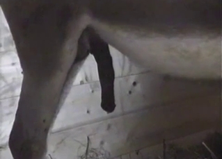 Fascinating zoo sex video for you