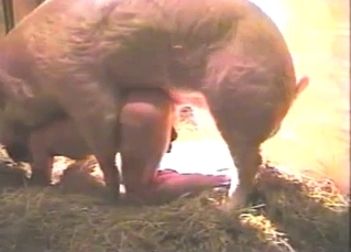 Twisted pig pounding that tight hole
