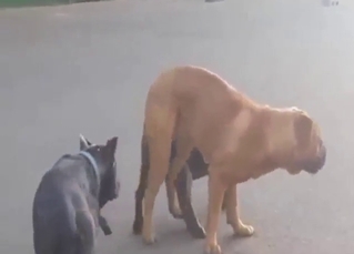 Two dogs just fooling around with one another