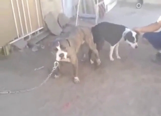 Pitbull porn showing beasts fucking so, so hard