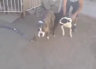 Pitbull porn showing beasts fucking so, so hard