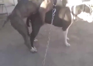 Pitbull porn showing beasts fucking so, so hard