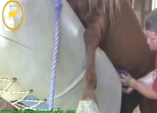Horse-on-horse bestiality sex with big-time gape