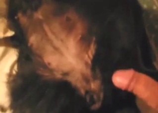 Hard nips dog gets seduced by his fingers