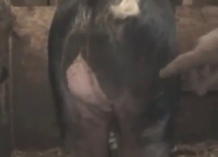 Dude with a round ass gets fucked by a boar