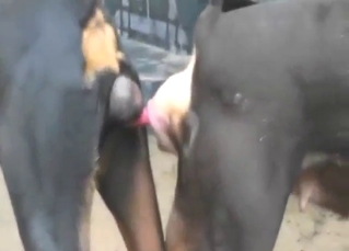 Dog with a hot ass wants to get fucked