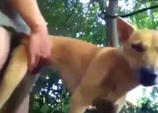 Bestiality scene with dog and a sexy young guy