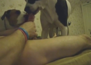 Horny dog shows off its big cock skills in vid