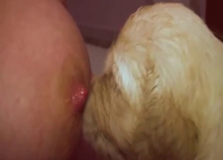 Majestic dog in a zoo breastfeed movie in HQ