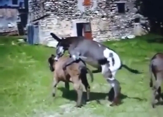 Donkey enjoys hardcore blowjob and cumshot later