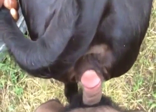 Black dog shows off its big hole in POV shot