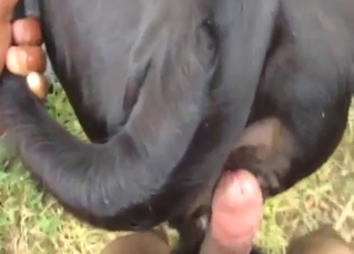 Black dog shows off its big hole in POV shot