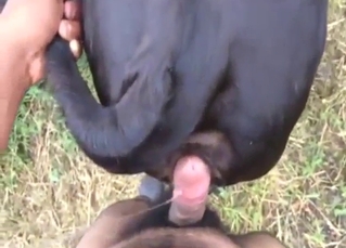 Black dog shows off its big hole in POV shot