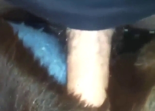 Horny dog shows off its big hard cock skills