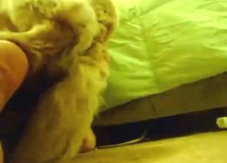 Knotty dog fucking that asshole with great passion