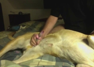 Guy is going to stroke that dog's nice cock too