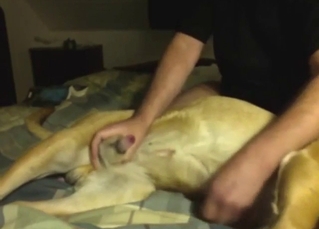 Guy is going to stroke that dog's nice cock too