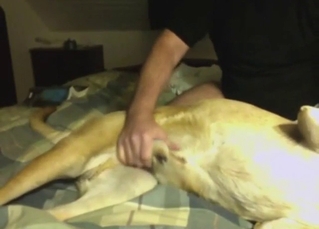 Guy is going to stroke that dog's nice cock too