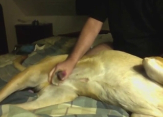 Guy is going to stroke that dog's nice cock too