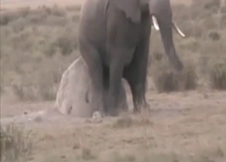 Elephant showing its hard dick to masturbate