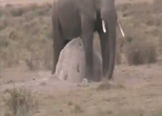 Elephant showing its hard dick to masturbate